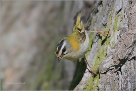 <p>KRÁLÍČEK OHNIVÝ (Regulus ignicapillus) /Firecrest - Sommergoldhähnchen/</p>